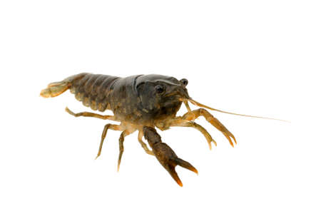 crayfish on a white backgroundの写真素材