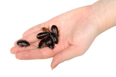 pile of cockroaches in the hand isolated on white backgroundの写真素材