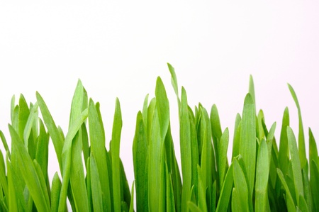 young shoots of grass on white backgroundの写真素材