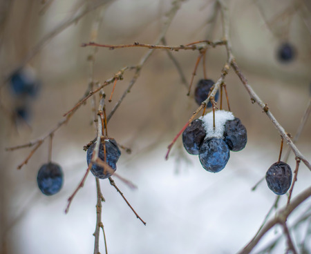 Plum on a tree in winter under the snow