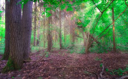 Morning sun in a wild summer forest.の写真素材