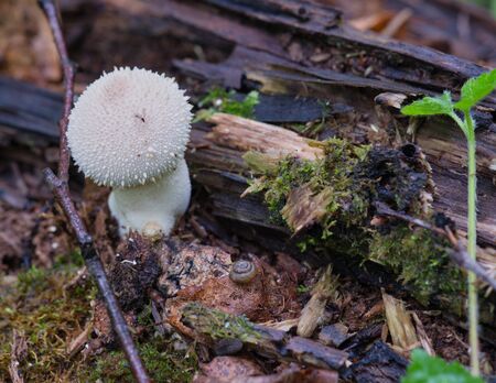 Mushroom Rain?oat, grown up in a wet forestの写真素材