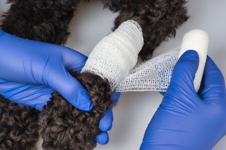 The vet bandages the wound on the dog's paw.の写真素材
