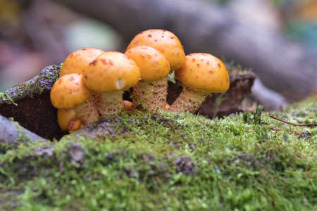 Mushrooms in moss on an old tree stump