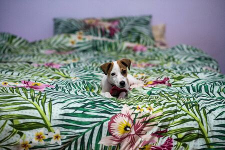 adorable puppy laying on bed at homeの写真素材