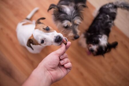 Pack of dogs waiting on a treatの写真素材