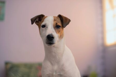 Close up portraits of pet on bed