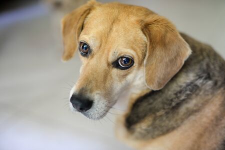 Closeup portrait of beagle at homeの写真素材