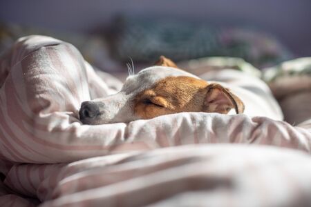Adorable terrier asleep on bed at home