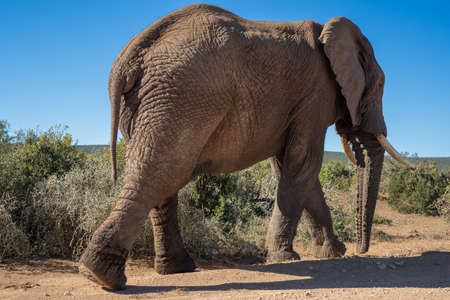 Close up shot of elephant walking through bushveldの写真素材