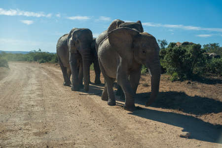 Group of elephants walking on dirt road in parkの写真素材