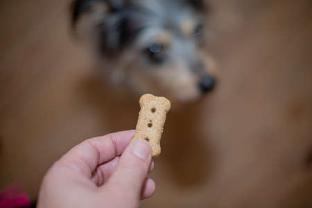 Hand holding treat with blurred face of dog in background