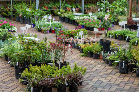 Close up shot of plants in nurseryの写真素材