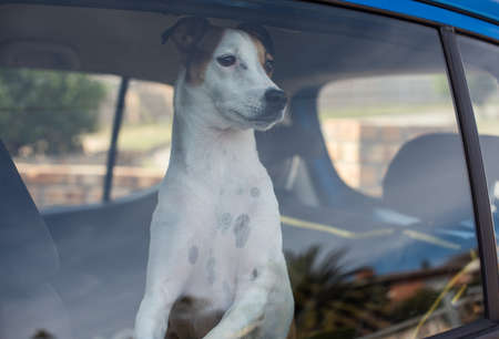 Close up shot of dog locked inside vehicleの写真素材
