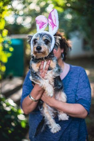 Portrait of dog with bunny ears onの写真素材