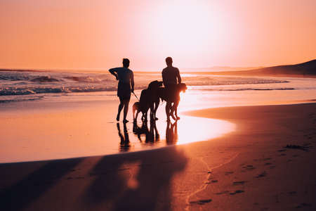 Silhouette of couple walking their dogs during duskの写真素材