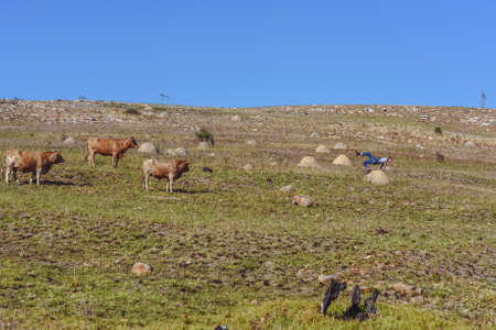 Bulls watching young man performing outdoors