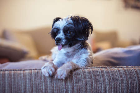 Cute dog sitting on sofa with tongue sticking out