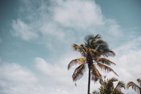 Low angle view of palm trees against skylneの写真素材