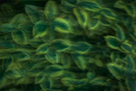 Intentional blurred motion focused on plants leavesの写真素材