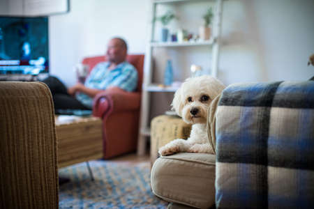 Portrait of cute dog sitting on sofa at home