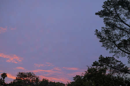 Low angle view of colorful skyline with tree branches