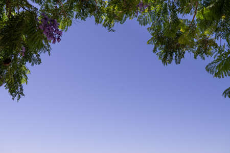 Low angle view of Jacaranda trees branchesの写真素材