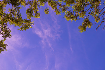 Low angle view of tree branches with colorful skyの写真素材