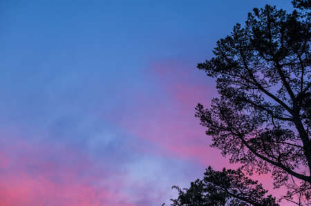 Low angle view of colorful skyline and silhouette of treeの写真素材