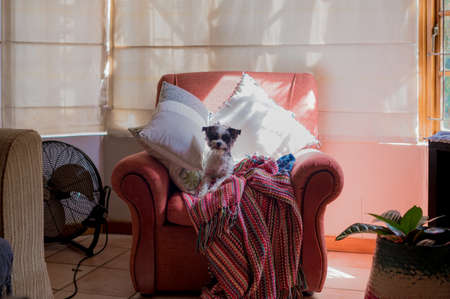 Cute pet seen sitting on sofaの写真素材