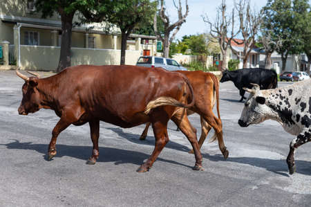 Herd of cattle seen crossing the road