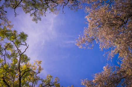 Low angle view of tree top with clear sky