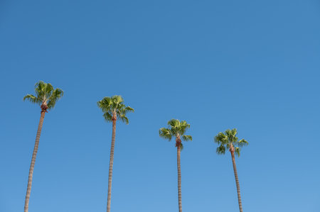Low angle view of palm trees seen in a rowの写真素材
