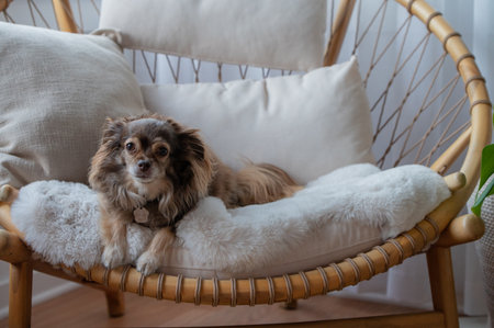 Cute Dog seen sitting on chair and looking at cameraの写真素材