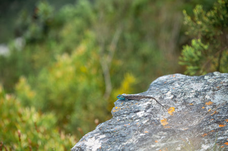 Blue headed lizzard seen sitting on rock