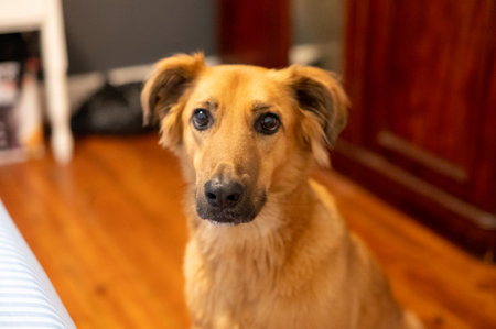 Portrait of cute dog shot up close