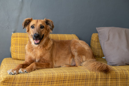 Cute dog seen sitting at sofaの写真素材