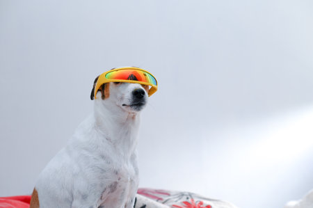Portrait of cute dog with cyclops sunglassesの写真素材