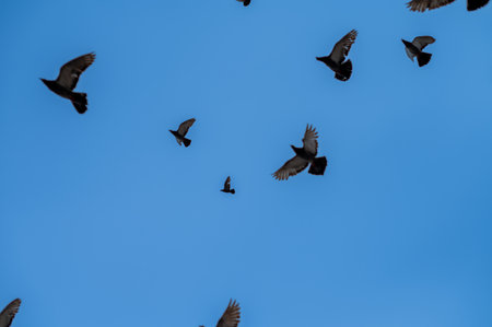 Flock of birds seen flying in skyの写真素材
