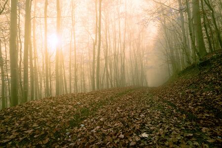 beautiful autumn landscape  in Europeの写真素材