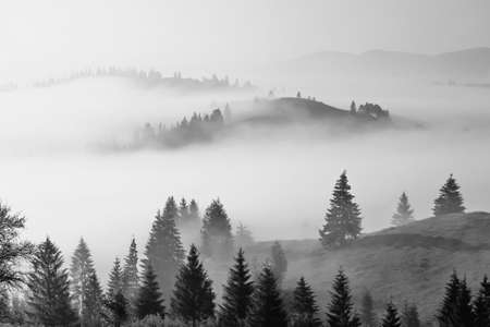 summer Carpathian landscapeの写真素材