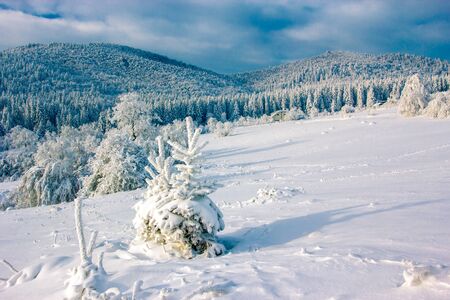winter Carpathian landscapeの写真素材