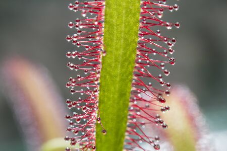 Sundew macro pedal photographyの写真素材