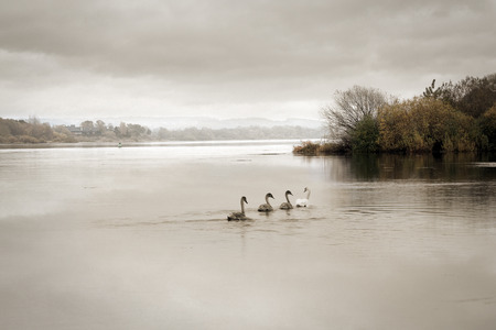 Swan with grooms in late autumnの写真素材