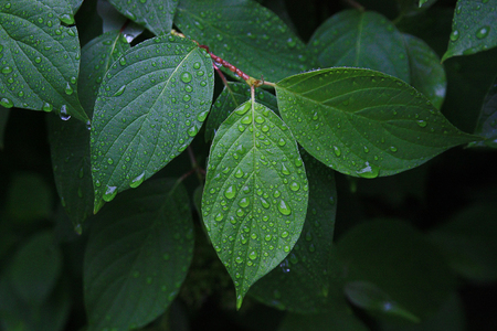 Green dewy leaves on a dark green backgroundの写真素材