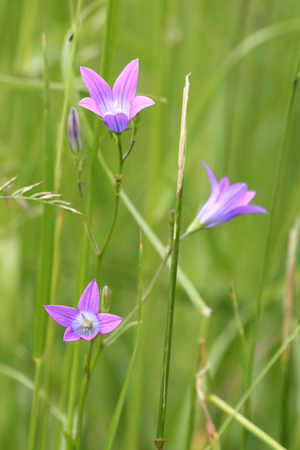 Purple bells on a green meadowの写真素材
