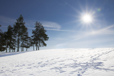 Green pines on a snow-covered hill on a sunny dayの写真素材