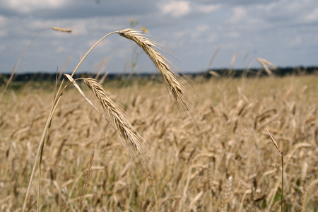 Ripe wheat field on a sunny dayの写真素材