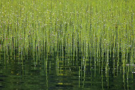 Lots of bright green rushes in the lake's water at sunny summer noonの写真素材
