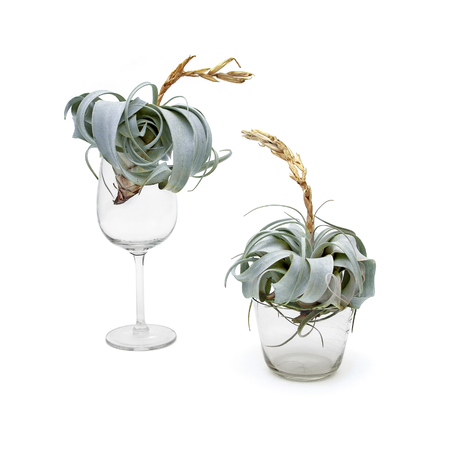 Two green exotic plants in transparent glass containers on a white backgroundの写真素材